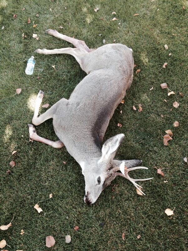 HUGH_NOBETTER42's tweet image. My boy @JBarnett14 puttin on for his city #2pt