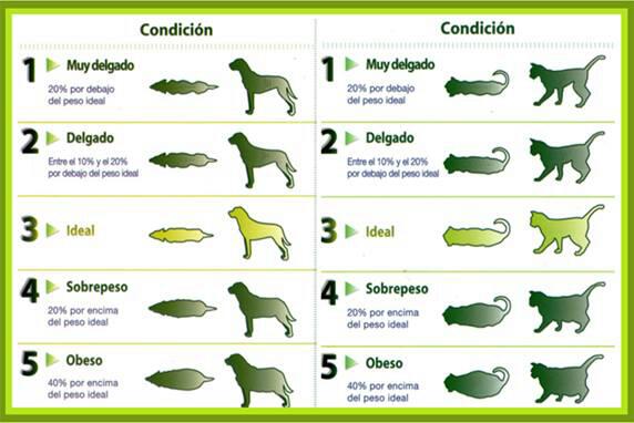 Acansal tweet picture