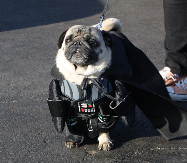 courierjournal's tweet photo. Bark Wars' Pug Vader at New Albany 'Trunk and Treat' http://t.co/dtypqwvZOv via http://t.co/Y3Mf31spXk #louboo