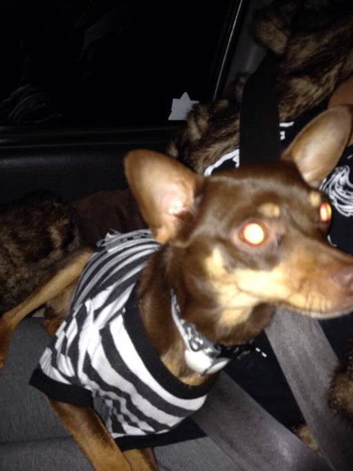 Reese's the jailbird is being transferred. http://t.co/eUCMGqoOg3