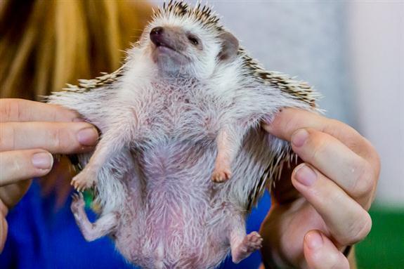 Twitter पर 癒されハリネズミ画像 ハリネズミの皮膚は意外に伸びる ハリネズミ Http T Co Aqjpqfkwvh