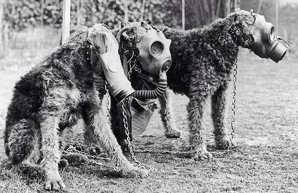 WW2Photos's tweet photo. Dogs wearing gas masks #dogs #WW2 #photography #picoftheday http://t.co/9ErG6I1hf1