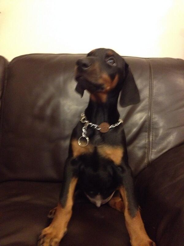 JamesGShore's tweet photo. Parents new puppy can't wait to get back and meet him #wontbesmallforlong http://t.co/MGUoIZ9nPu