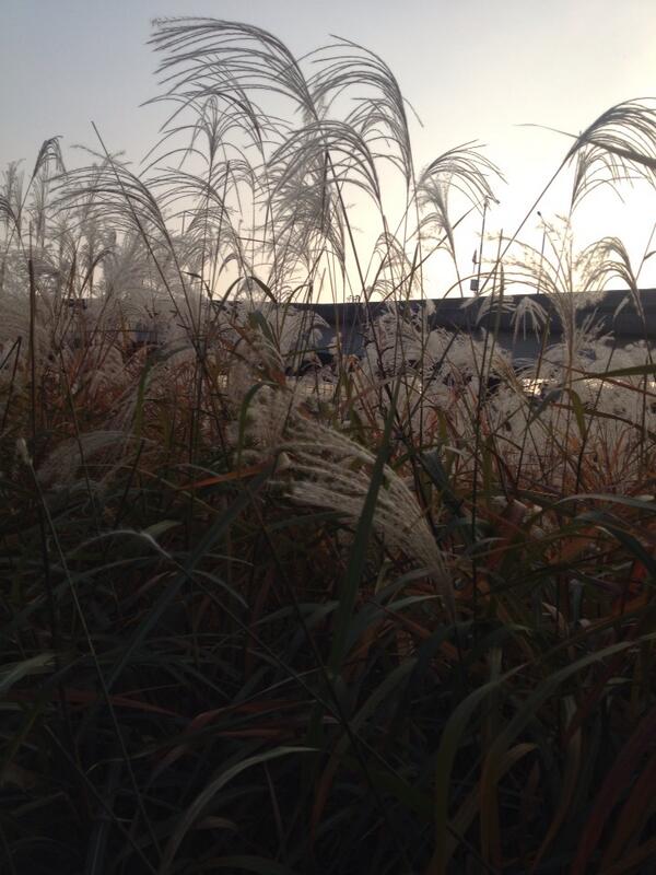 manoMING_KISA's tweet photo. 가을 대표주자 http://t.co/ZqsAgdaRsa
