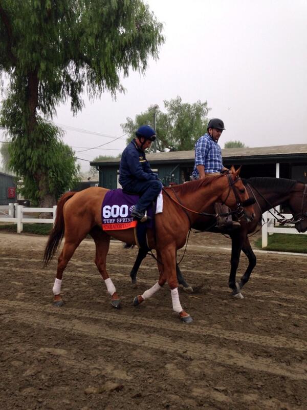 TheCaracortado's tweet image. @HRTVGary and I heading out to work on the @santaanitapark turf! @BreedersCup ##BCTurfSprint
