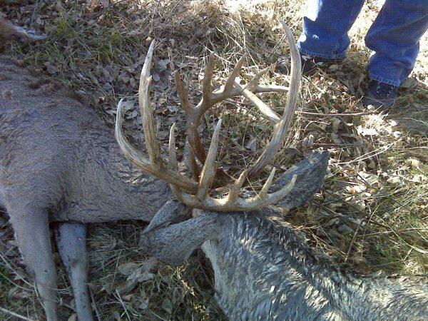 GameTrax's tweet image. A mule deer and a whitetail with locked antlers.  That belongs in Freak Week.