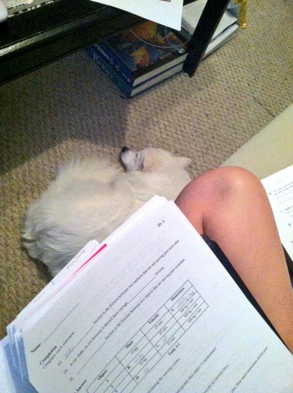 YoungSciTeacher's tweet image. My grading partner has fallen asleep, and we are just getting started #tiredpup #Sundaygrading #teacherproblems