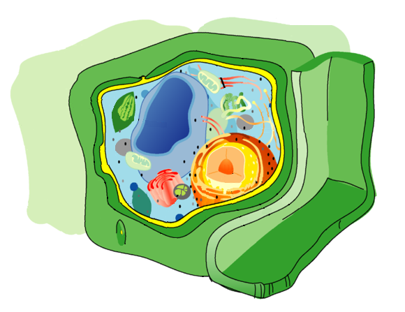 realcellwall's tweet photo. #selfiesunday #organellewars http://t.co/XL9NvsCgtK