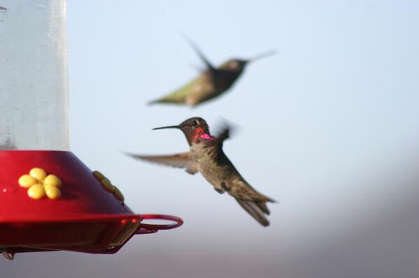 calexander003's tweet photo. Birds http://t.co/fW1DE2zWMx