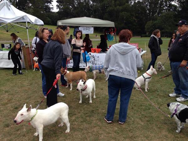 BTRescueInc's tweet image. Bullies &amp;amp; humans &amp;amp; SF Pet Pride Day today!