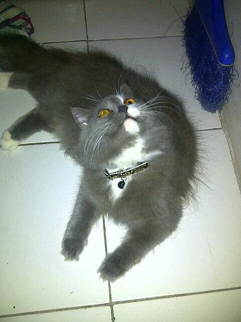 Rahmaalea's tweet photo. http://t.co/QYIjrhHDpi