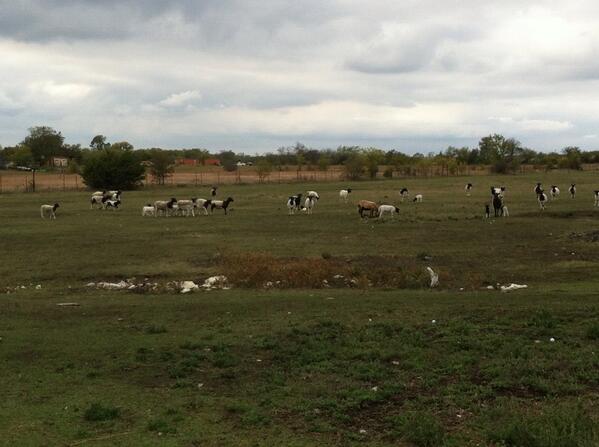 More pics these are my sheep