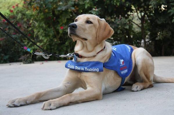 bestdogsinsight's tweet image. Happy Monday! From #guidedogsoftexas @bestdogsinsight