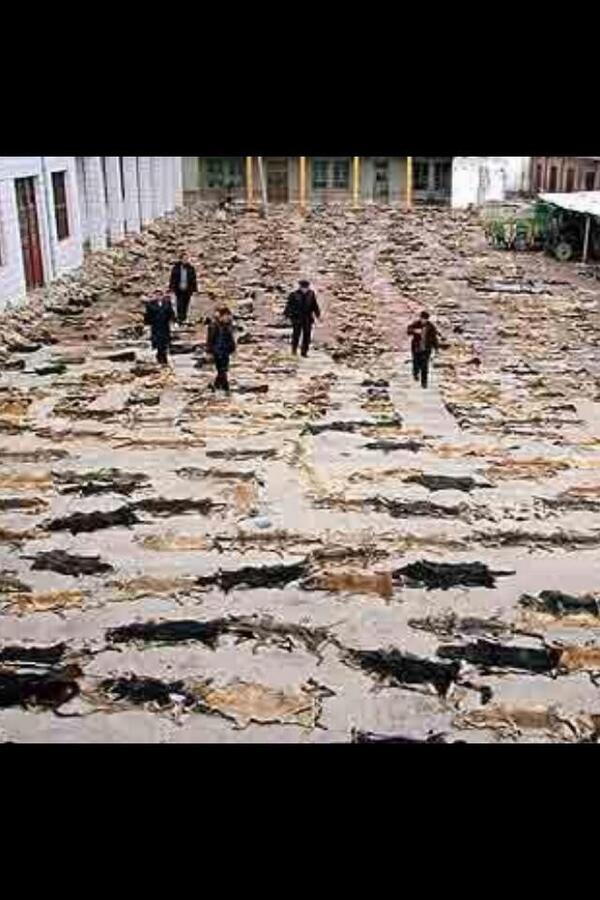 AdoreKitties's tweet photo. #furfreeforever #furfreefriday #fur isn't #beauty -it's #sadism. Stop Peeling skin off living #dogs &amp; #cats https://t.co/QhleeYB76i