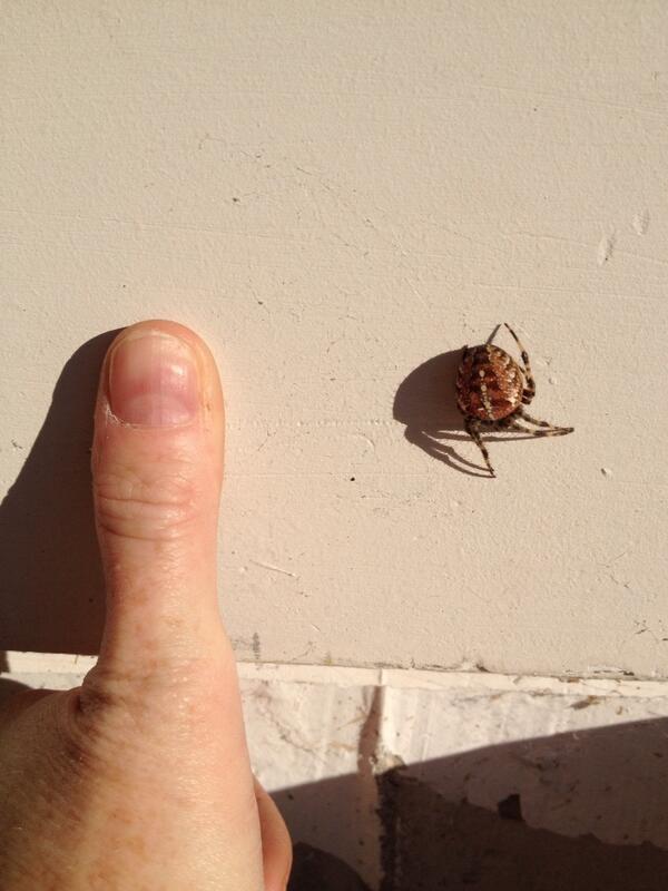 Pineloopay's tweet photo. #holygiantspiderbatman  found this baby in my garage! http://t.co/6NdFGMu0Jy