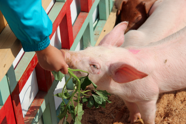 TheMahota's tweet photo. We had a great time at #SSIS on Saturday! Our #piglets from #MahotaFarm were the main stars of the event! #Shanghai http://t.co/TRkGUEBu2B