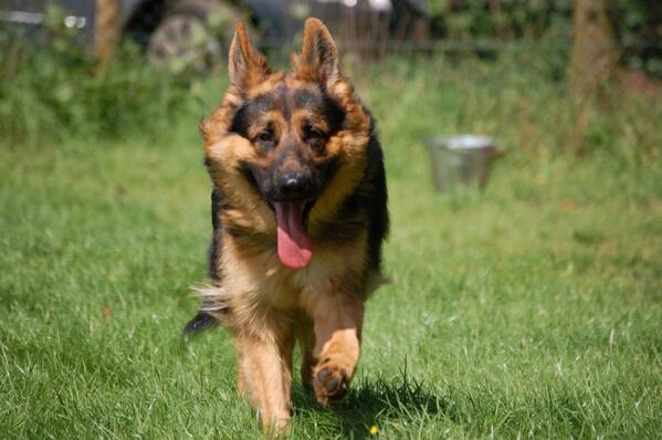 HanAltena's tweet image. Van-toen-het-nog-zomer-was. #waybackintime #mijnhondje