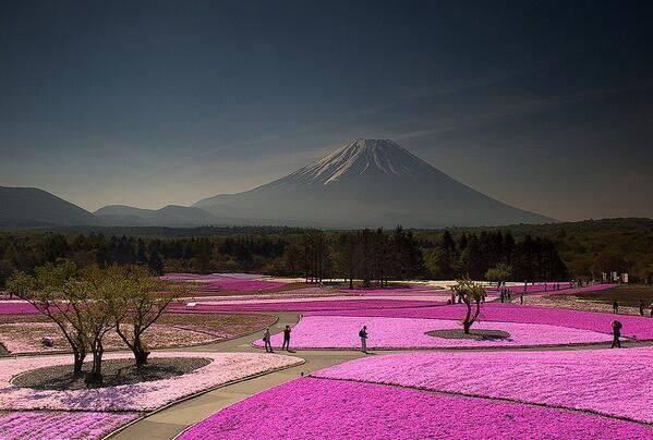 Fuji Dağı çiçek Festivali, Japonya