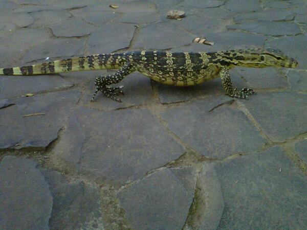 Bentar lg kita bahas Reptil satu ini,, ,, Varanus Salvator( biawak air)