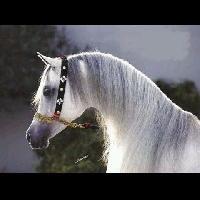 🍃✨🍃
لاصرت ماذليت نفسك لمخلوق 
أنت الغني لو كان ماتملك ريال . shi3r.net