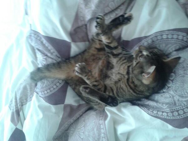Pippedijn's tweet photo. Play dead they said http://t.co/cK7fpBI81U
