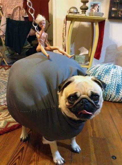 _gvgl's tweet image. Amigos no le hagan esto a sus mascotas
#WhyHuman