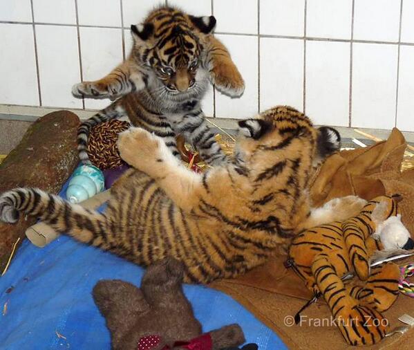 ConserveWildCat's tweet image. It is #NationalCatDay, whilst we love little moggies, we have to share this...borrowed from tschunaanddaseep.blogspot.co.uk/2013/10/meet-t…