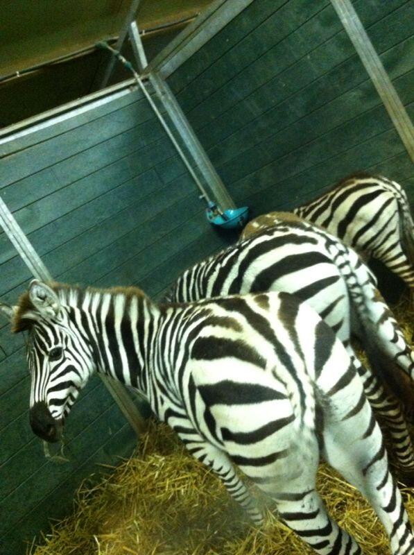 ModexFashion_'s tweet image. Vandaag met BFF meegeweest naar de dierenprakrijk van haar vader. RT=Cute Favo=Lelijk