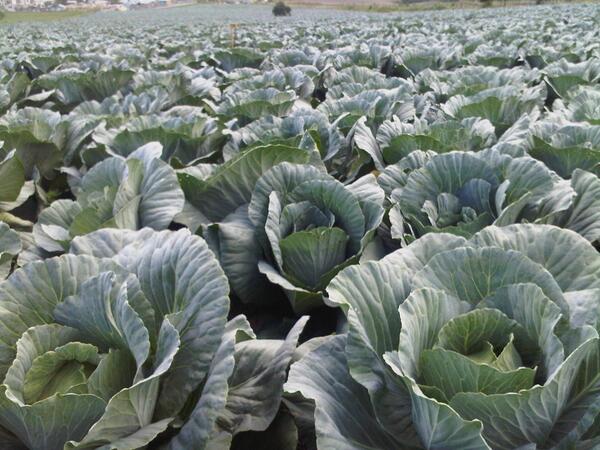 raudycruz's tweet photo. #Constanza produce 16,000,000 de unidades de Repollo por año que son consumidas en República Dominicana. http://t.co/IZoRG6FYGA