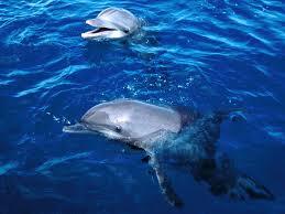 TradewdCharters's tweet photo. "Hey, why did the whale cross the road?" (To get to the other TIDE!) http://t.co/vLLXUPfRYZ