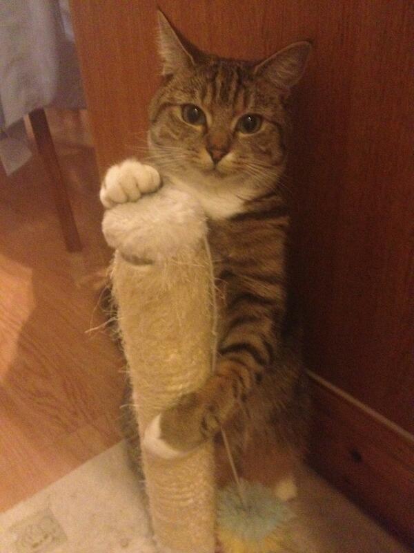 sarahbaxter_'s tweet photo. #poledancingcat http://t.co/br6DaV220e