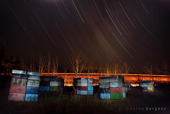 Parodiapi's tweet image. Colmenas en la oscuridad / Beehives in the dark - New Zealand aaronburgess.co.nz/blog/archives/…