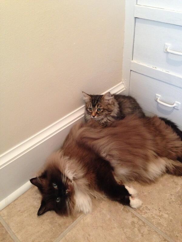 stephiluedke's tweet photo. #ELovesCats http://t.co/tRuT9gLyN2