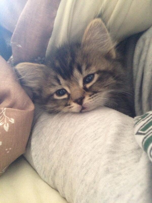 stephiluedke's tweet photo. #ELovesCats http://t.co/MSFANe2ORY