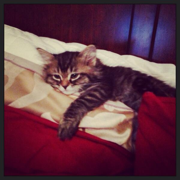 stephiluedke's tweet photo. #ELovesCats http://t.co/nWzn3SWhzR