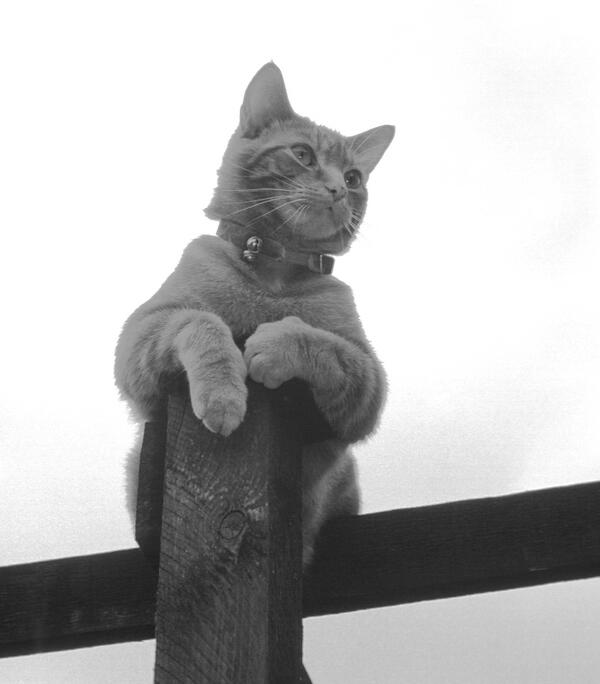 OriginalGrayCat's tweet photo. #FOLLOW teh @OriginalGrayCat »^.,.^« http://t.co/TzQIbVlRTz http://t.co/4CbmPSZErF http://t.co/l3Dw3nDDN9