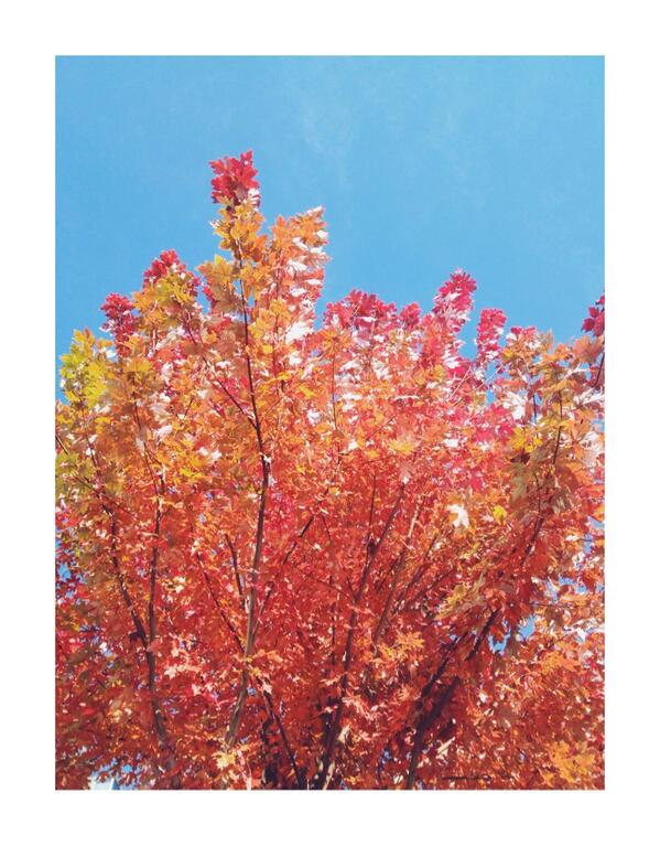 Reach for the sky #colourful #Toronto #earliertoday #exteriorshots #bts #setlife #autumleaves #fireinthesky 🍁