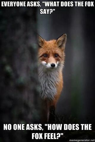 aarontracymusic's tweet photo. #whatTheFoxSay #Fox #NotAcoyote http://t.co/gCJRkiOyun
