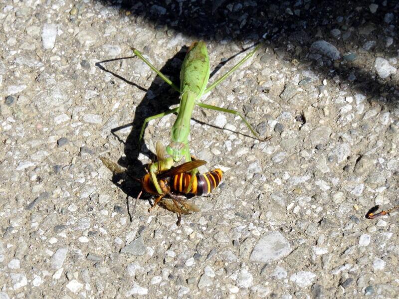小山尚子 27日の噂の現場より戦闘シーン カマキリvsキイロスズメバチ カマキリがスズメバをかじっている音まで聞こえました Http T Co Gcib7m2skt Twitter