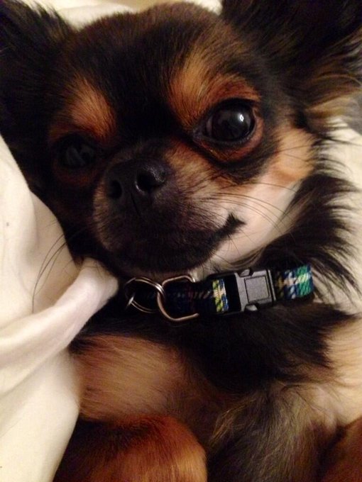 How gorgeous is my baby!? 🐾❤️ http://t.co/6zeKUp5Kky<a href="/tag/nakedtanningsnapchat"class="tags"><span>#nakedtanningsnapchat</span></a>