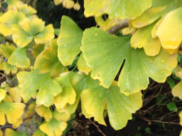 Prachtig die Gingko , als u goed kijkt is het een naaldboom waarvan de naalden vergroeid zijn tot bladeren!!#herfst