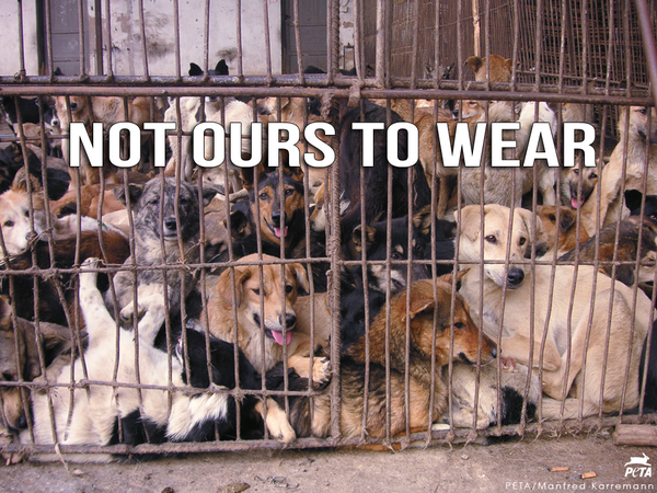 PETAUK's tweet photo. If you wouldn’t wear your dog, don’t wear any fur.

You never know whose skin you’re in 🐶

https://t.co/ZxjcRYgQmN