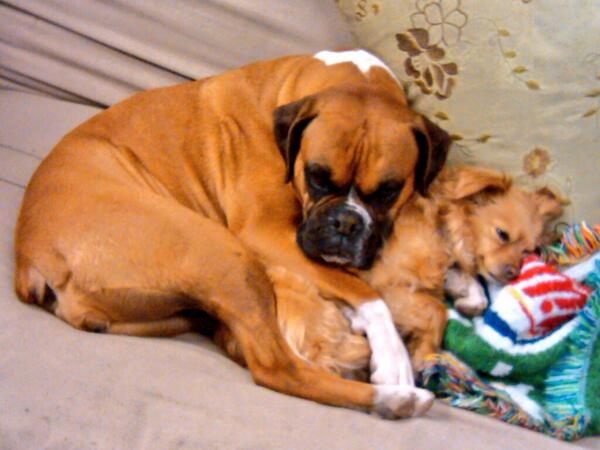 vntran773's tweet photo. The cutest dogs ever http://t.co/QTyqqRsHVW