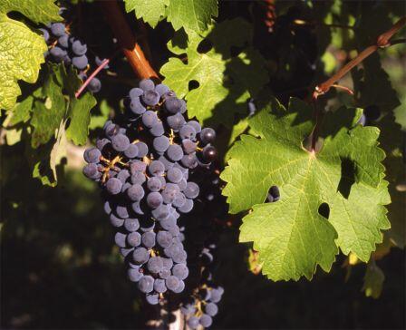 ShinasEstate's tweet photo. Did you know 1 ton of grapes makes around 60 cases of wine &amp; 1 bottle of wine contains approx. 1.27kg of grapes. http://t.co/Jw8dAlpRa0