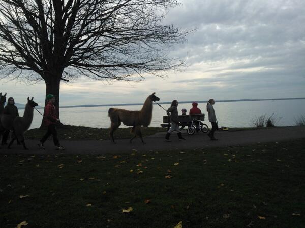 laurengrob's tweet photo. Just a casual walk through the park with some llama's... #badass #onlyinbham #socute http://t.co/2ocSpL7Xxu