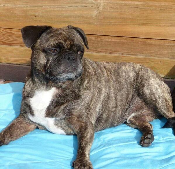 Bullenhuis's tweet photo. Yoda kruising Franse en mops zoekt een goud mandje meer info bel ons 0636058565 http://t.co/i12Yh4v3ZA