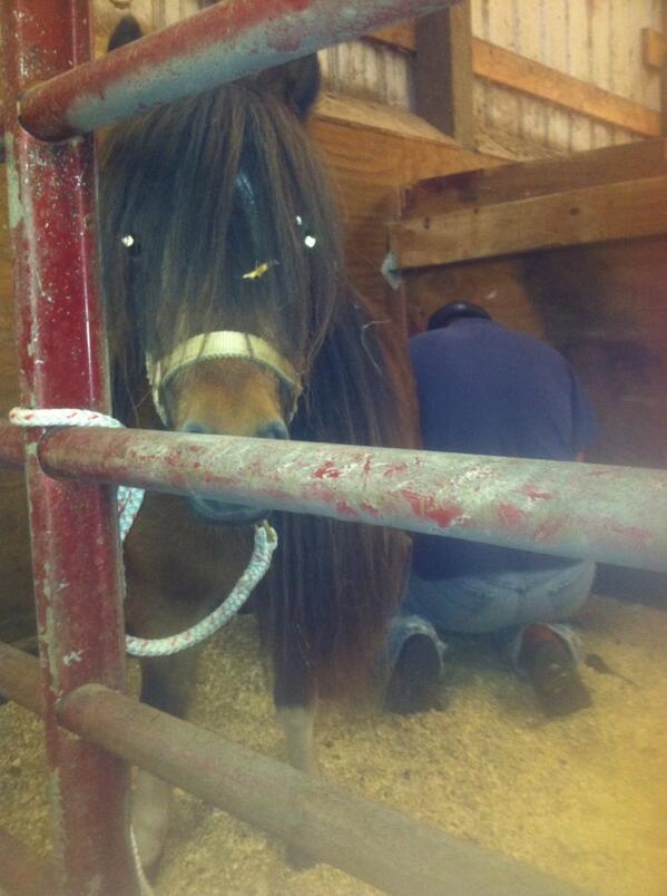 Fear the ponies @twitterlesscal