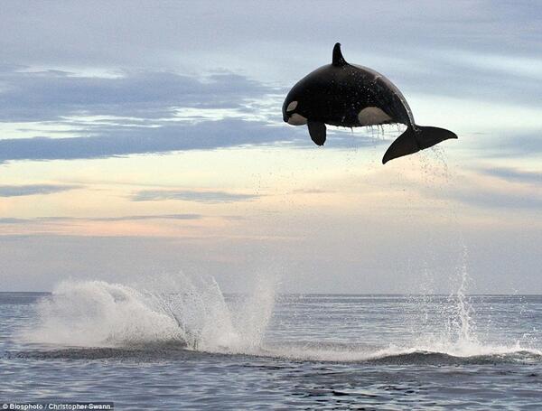 Orcas can weigh 8 tons, and jump 15 feet out of the water.