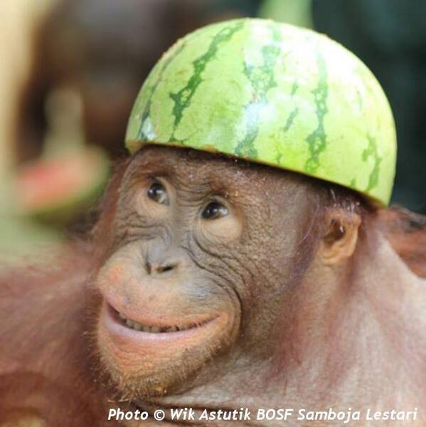 BorneoOSUK's tweet photo. Make time in your day to do something silly... #orangutancaringweek http://t.co/6jwHfRp7Ju
