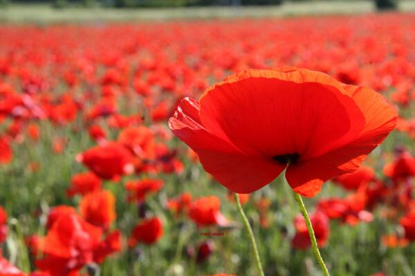 Remembrance Day! We have our freedom because of those brave souls who fought for this great country!
